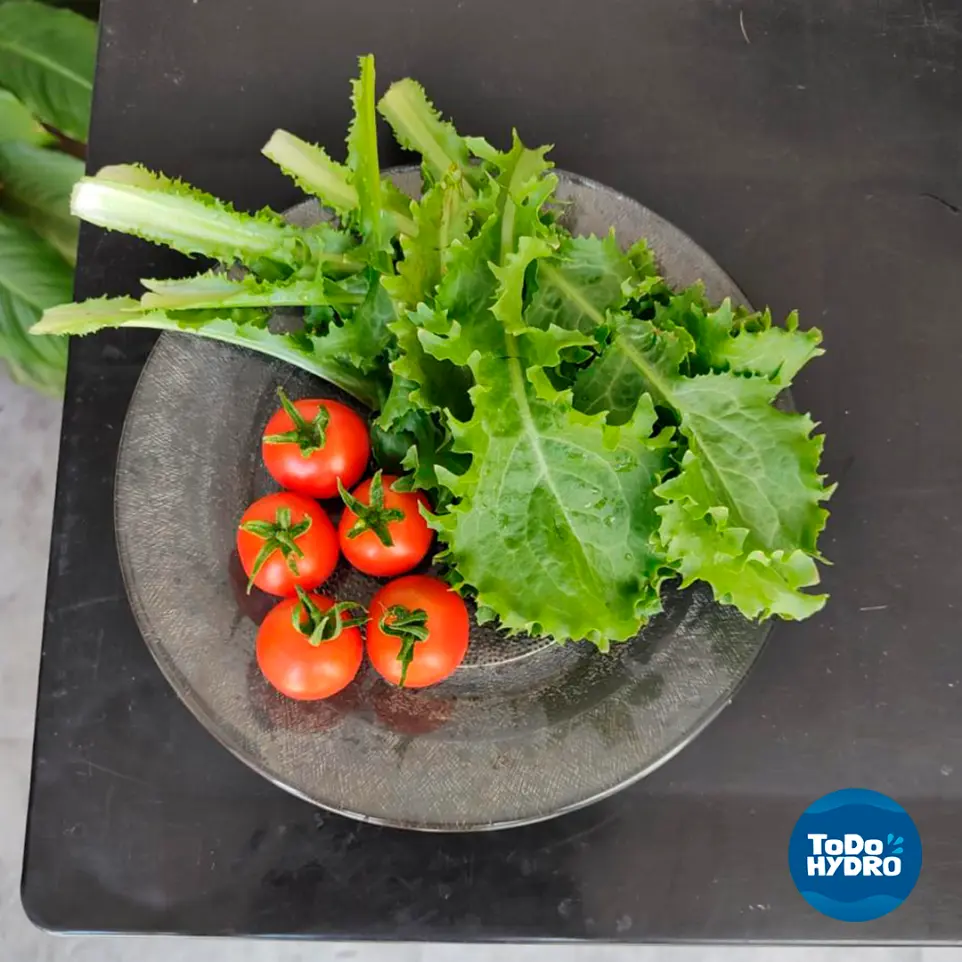 Alimentos saudáveis ​​de origem hidropônica