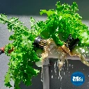 SAMPLE_4.webp