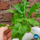 SAMPLE_3.webp