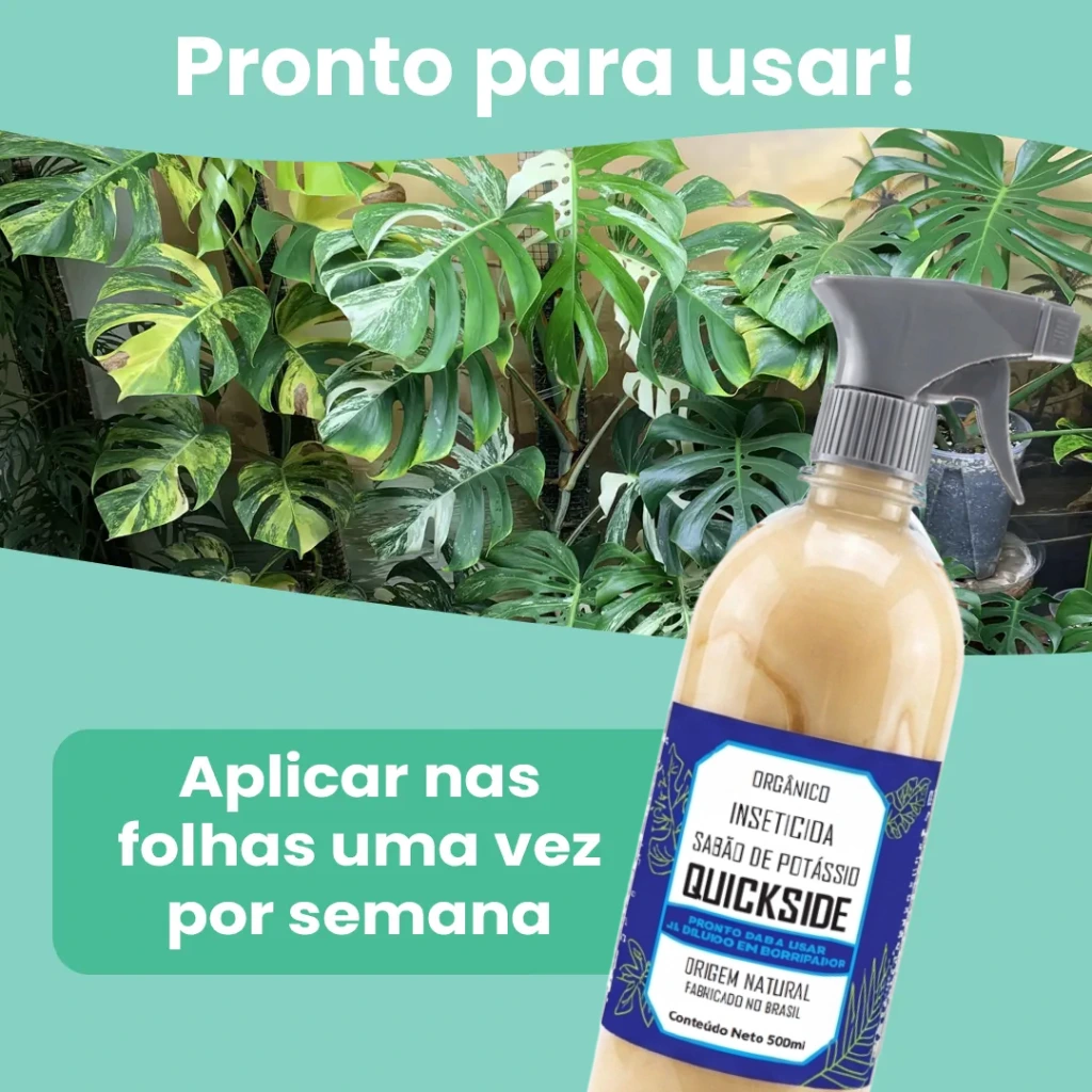 3.webp