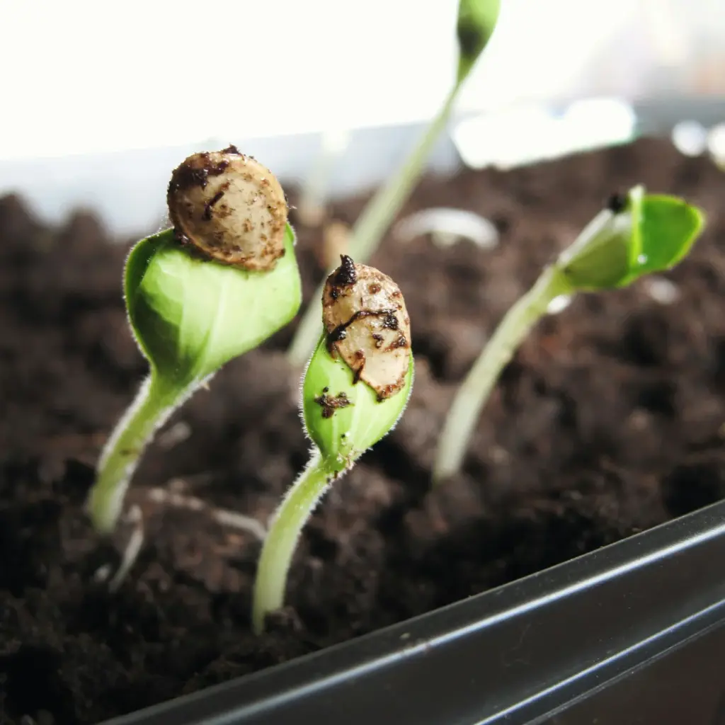 plant-seeds-1.webp