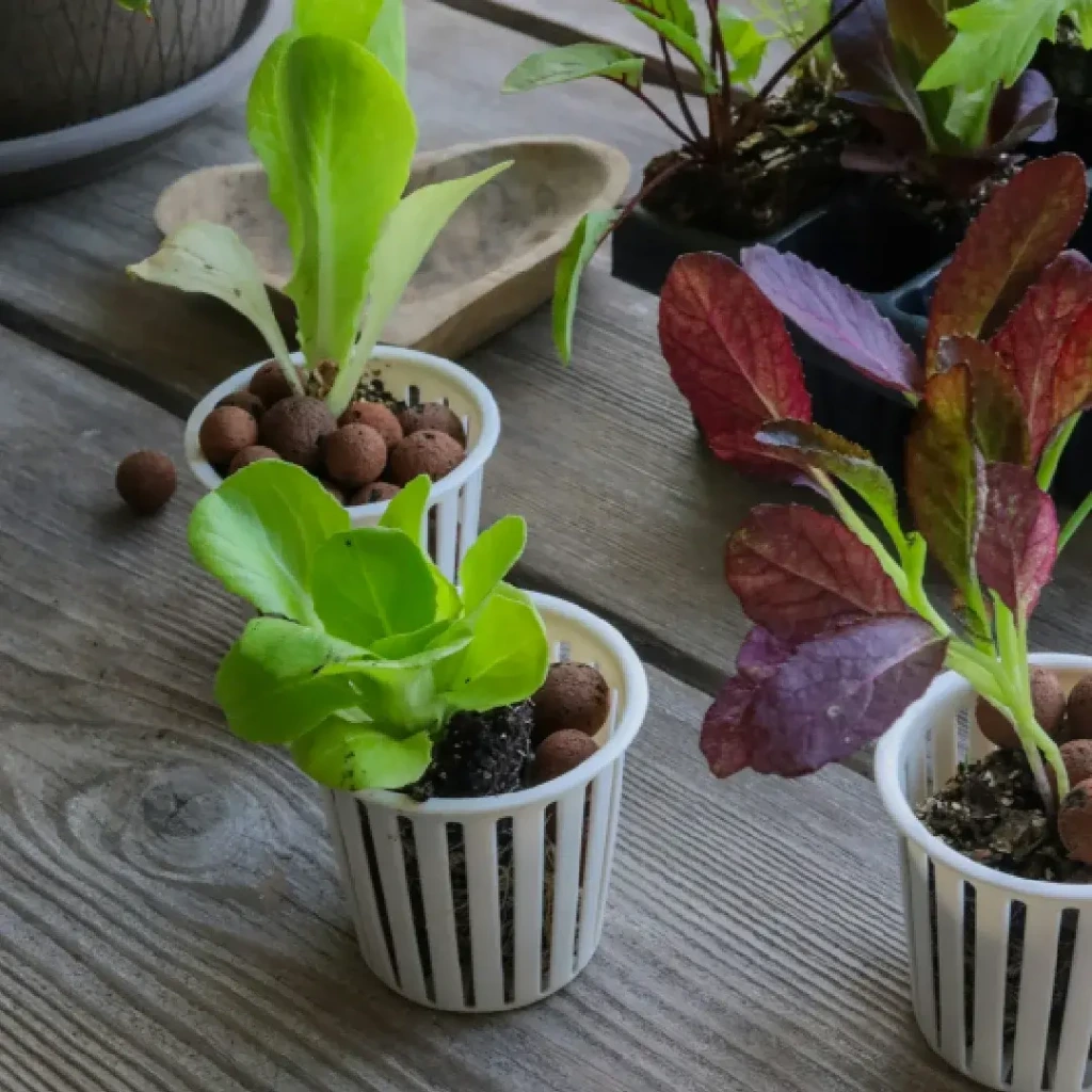 plant-seeds-2.webp