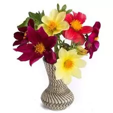 Flor Dália Coldness