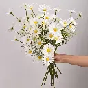 Flor Margarida Branca