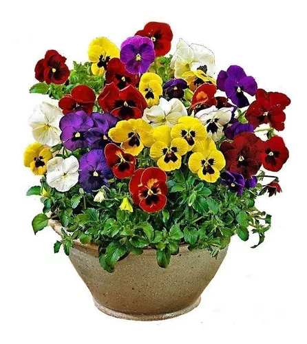 [SEM-00090] Flor Amor-Perfeito