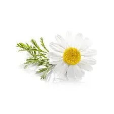 [SEM-00095] Flor Camomila