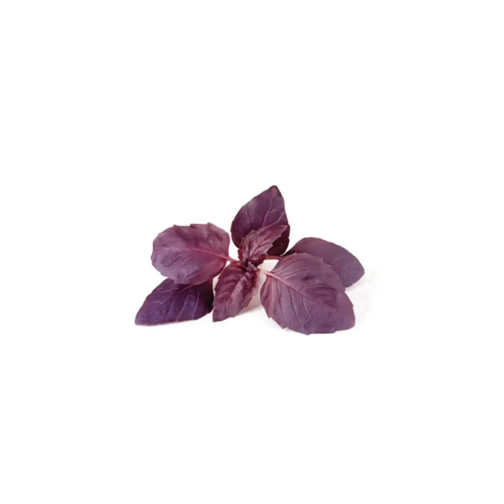 [SEM-00135] Manjericão Roxo