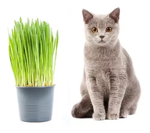 [SEM-00228] Semente de Grama dos Gatos