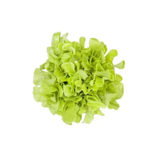 [SEED1-2] Alface Mimosa